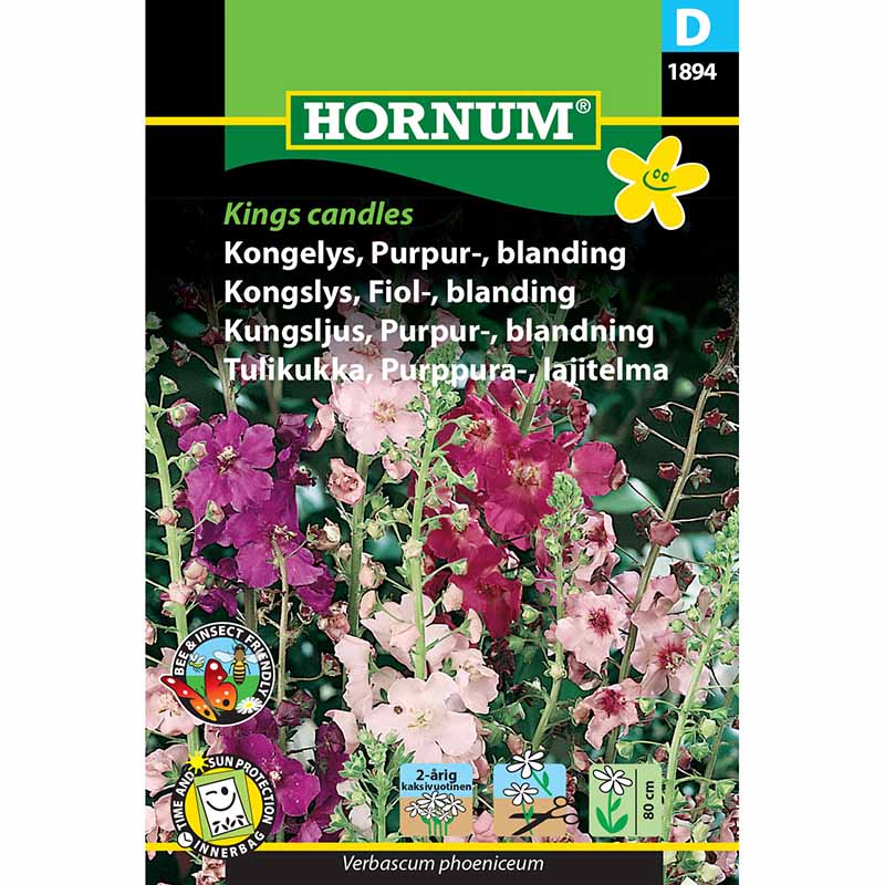 Purpur-Königskerze 'Kings Candles'