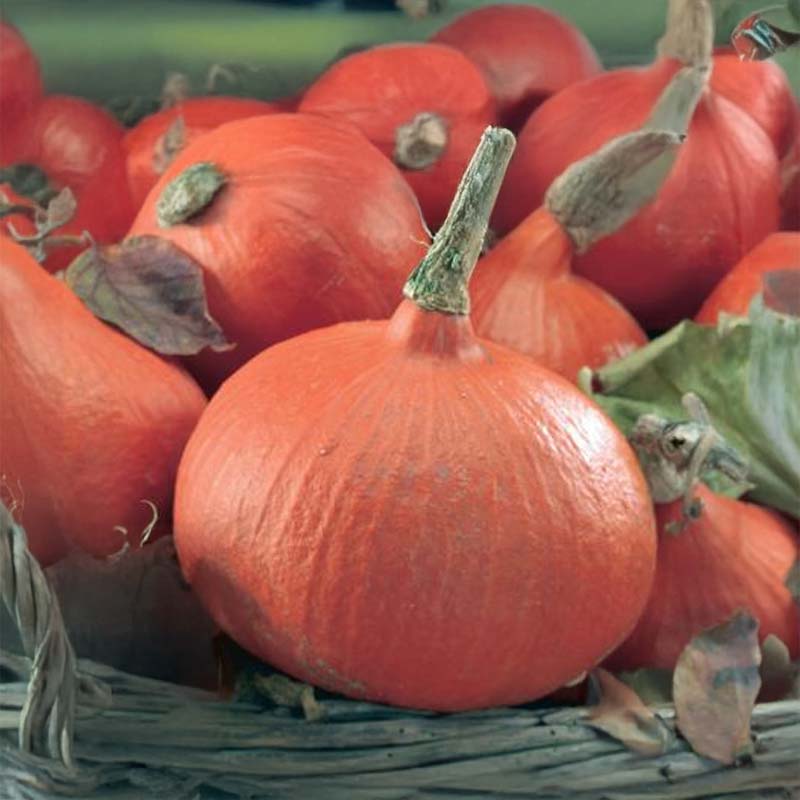 Kürbis 'Uchiki Kuri'