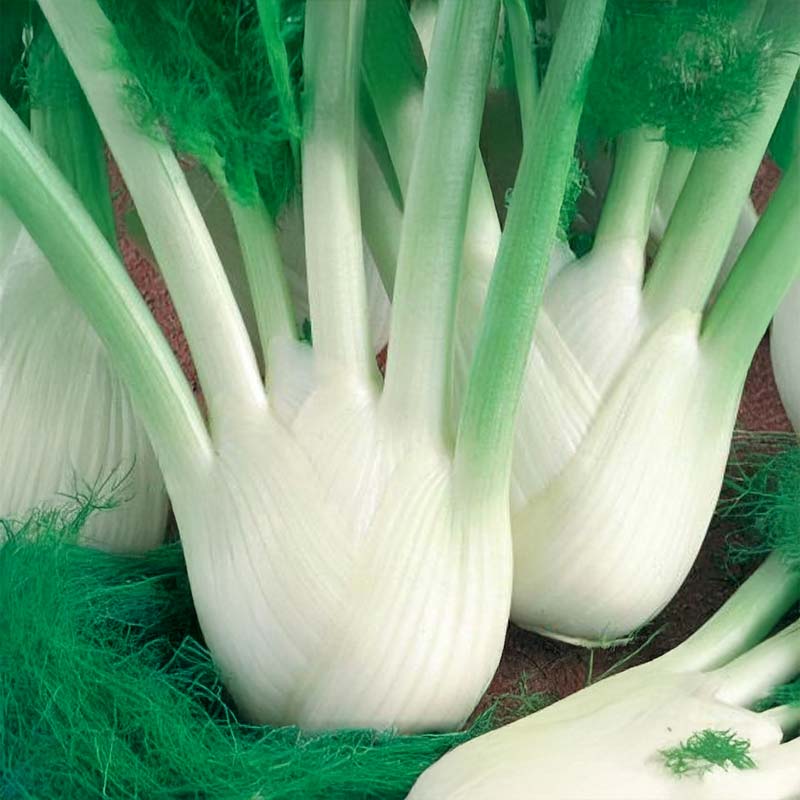 Fenchel 'Perfektion'