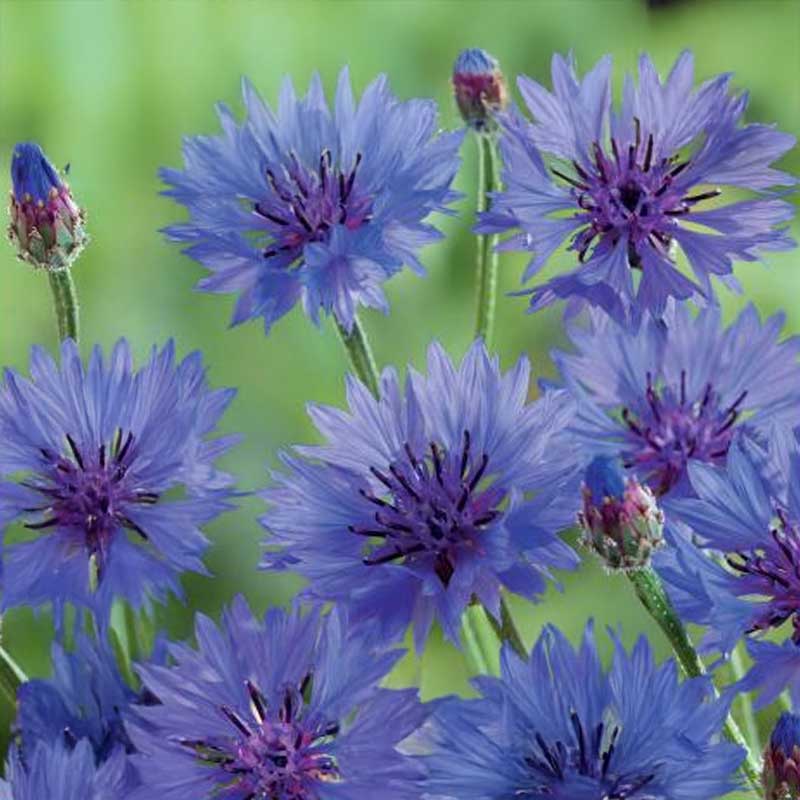 Kornblume 'Single Blue'