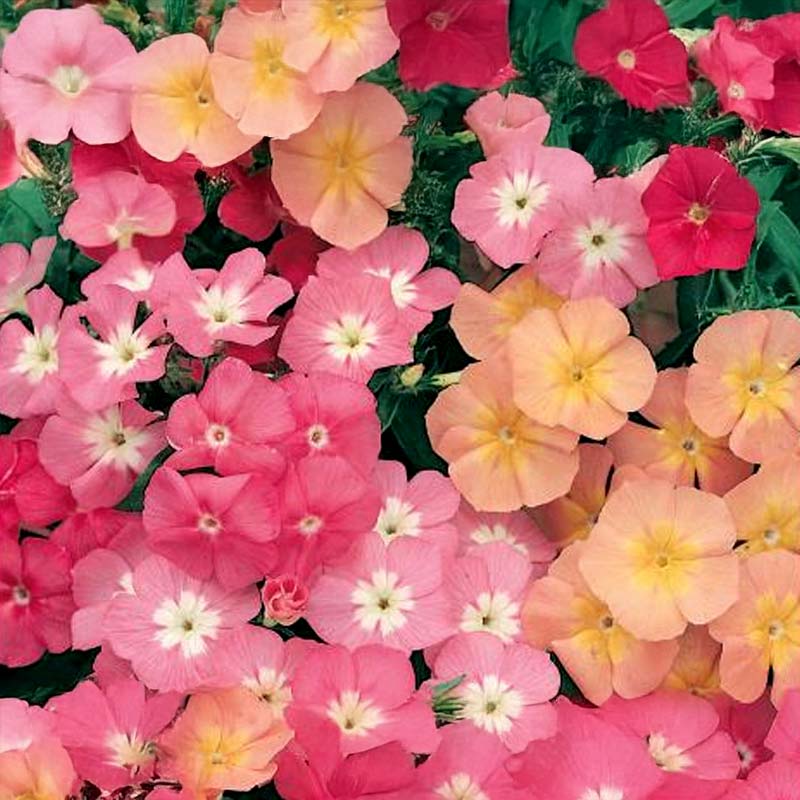 Sommerphlox 'Cecily-Mix'