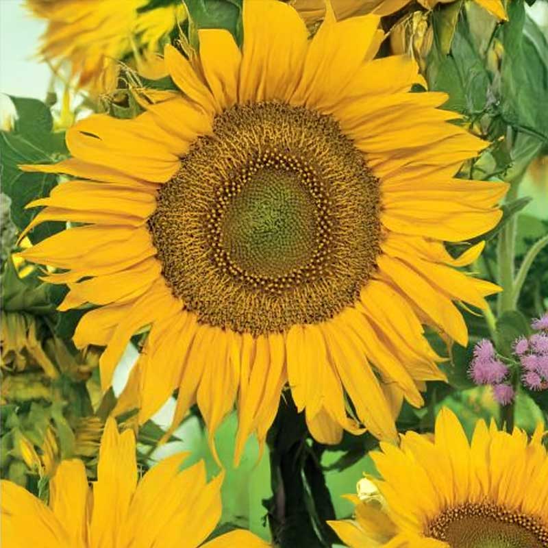 Sonnenblume 'Sunspot'