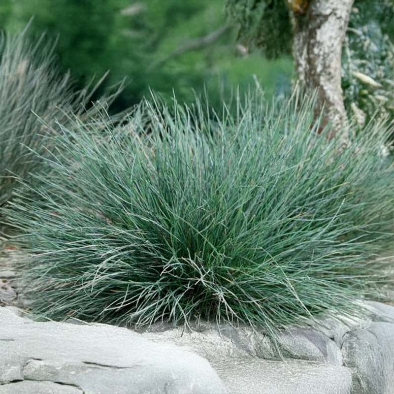 Ziergras Blauschwingel