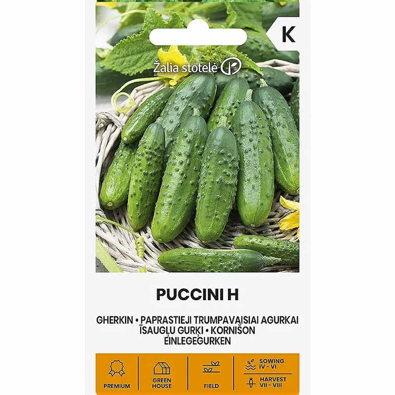 Freilandgurke 'Puccini' F1