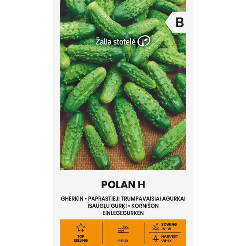 Freilandgurke 'Polan' F1