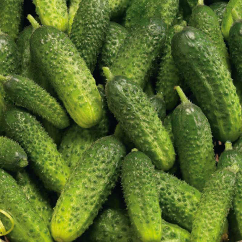 Freilandgurke 'Pasalimo' F1