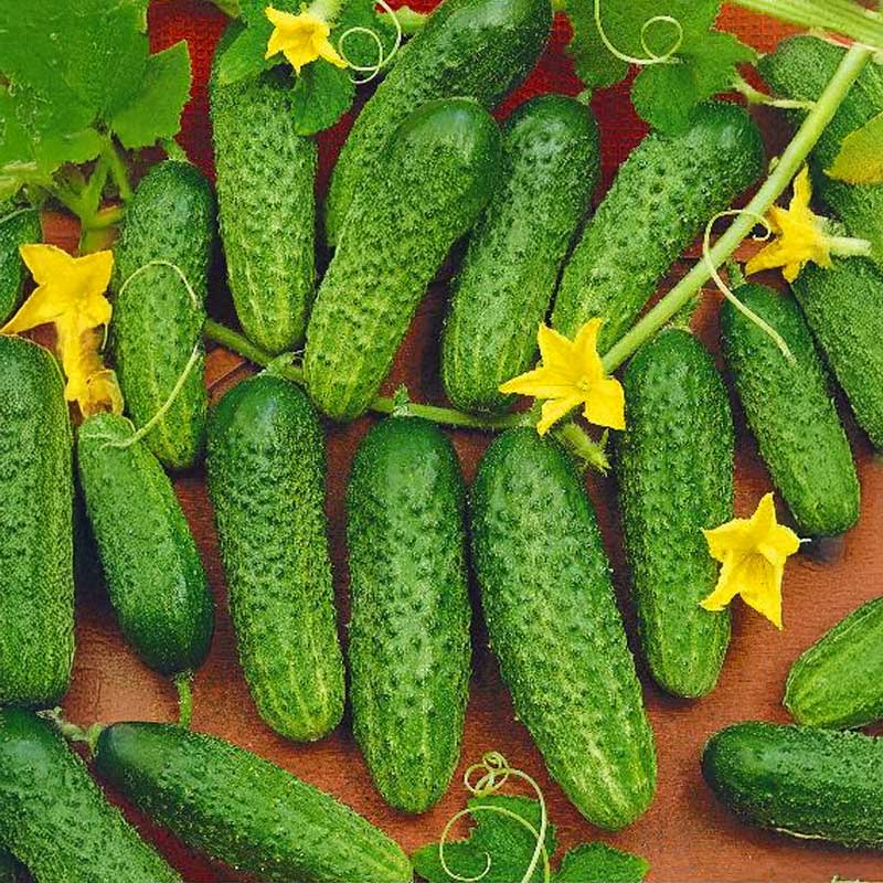 Freilandgurke 'Mandy' F1