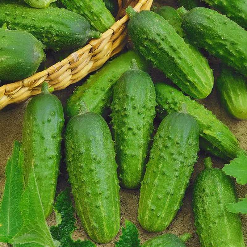 Freilandgurke 'Julian' F1