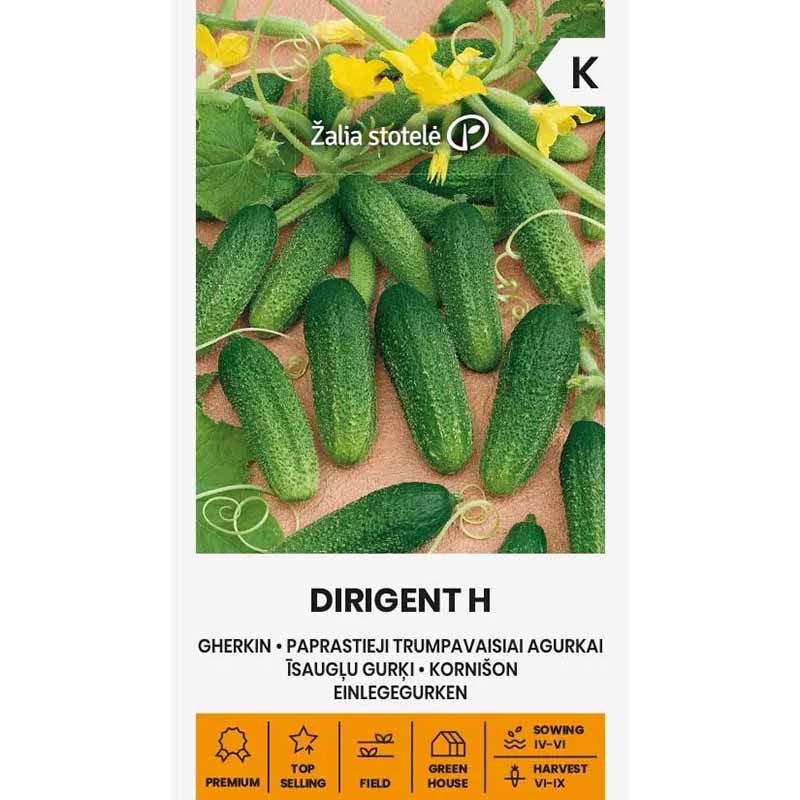 Freilandgurke 'Dirigent' F1