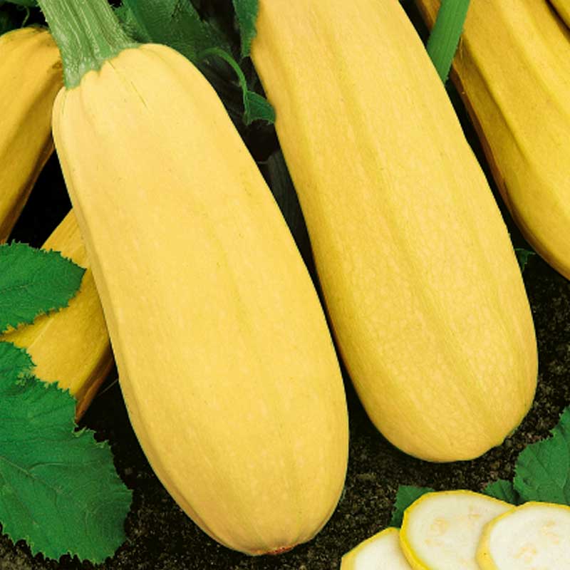 Kürbis 'Zloty Cepelin'