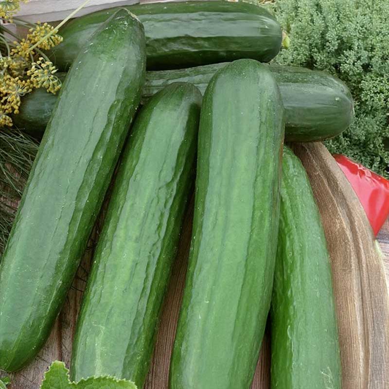 Salatgurke 'Saturn' F1