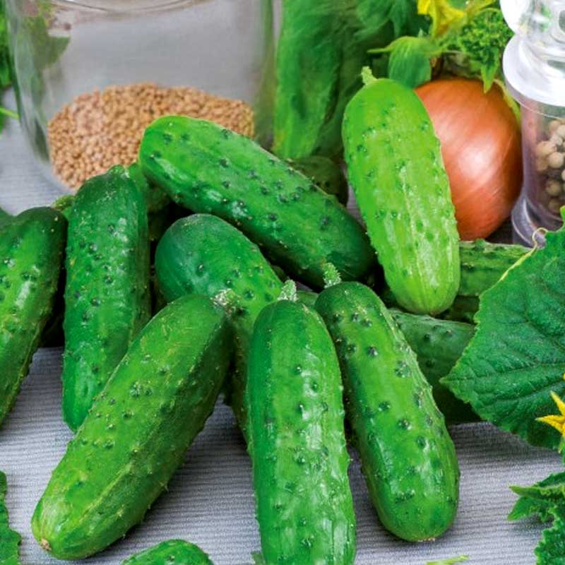 Gurke 'Fin de Meaux'