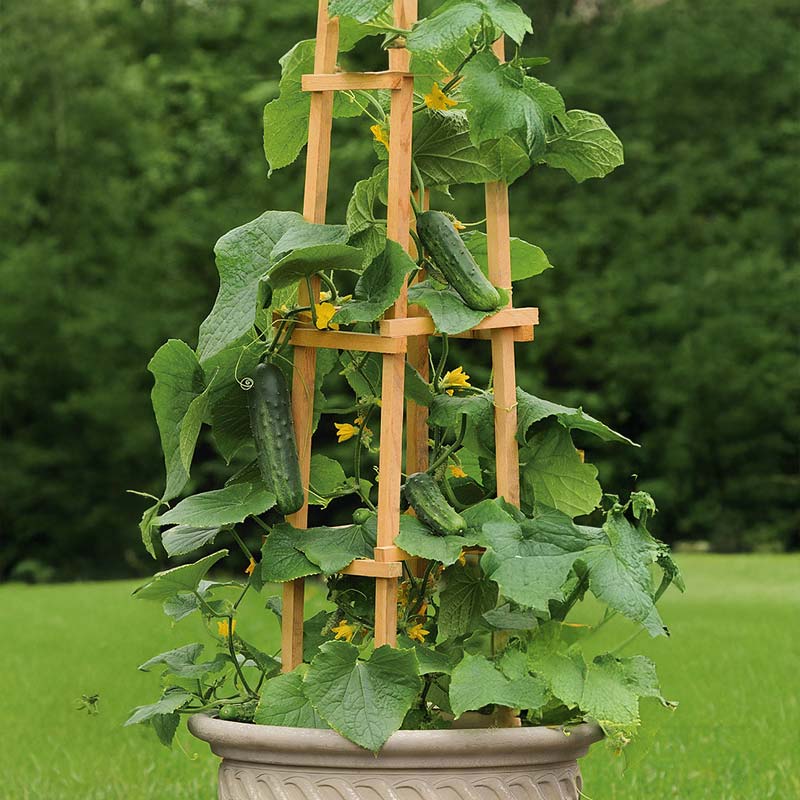 Cucumber 'Patio snacker' H