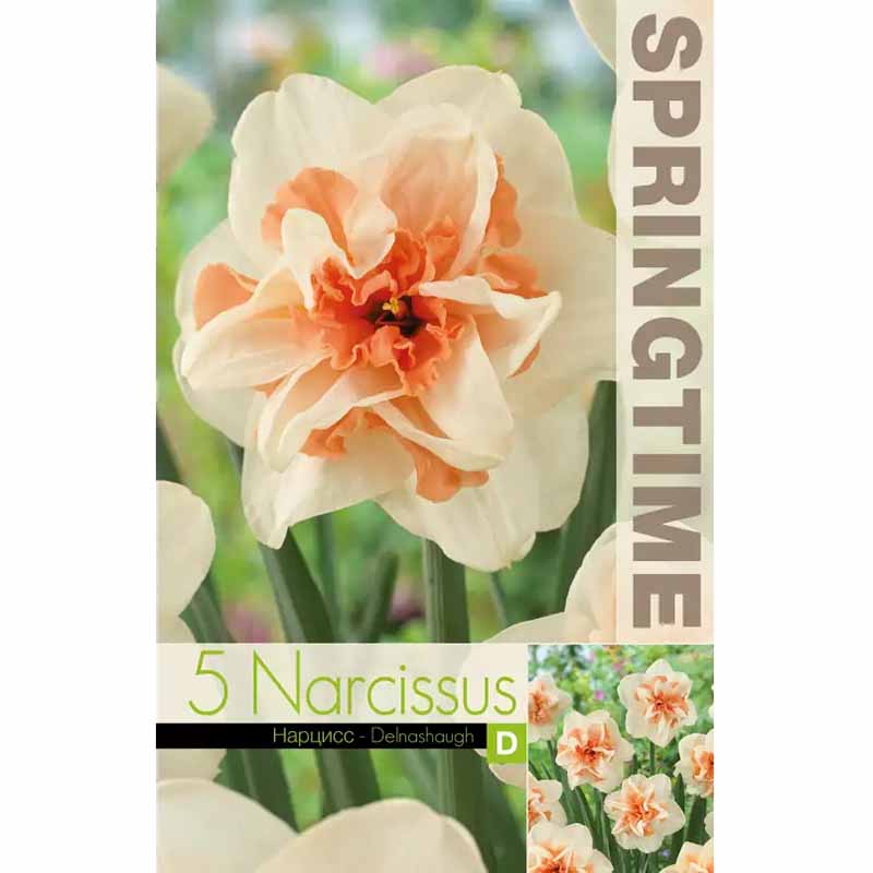 Narzisse 'Delnashaugh'