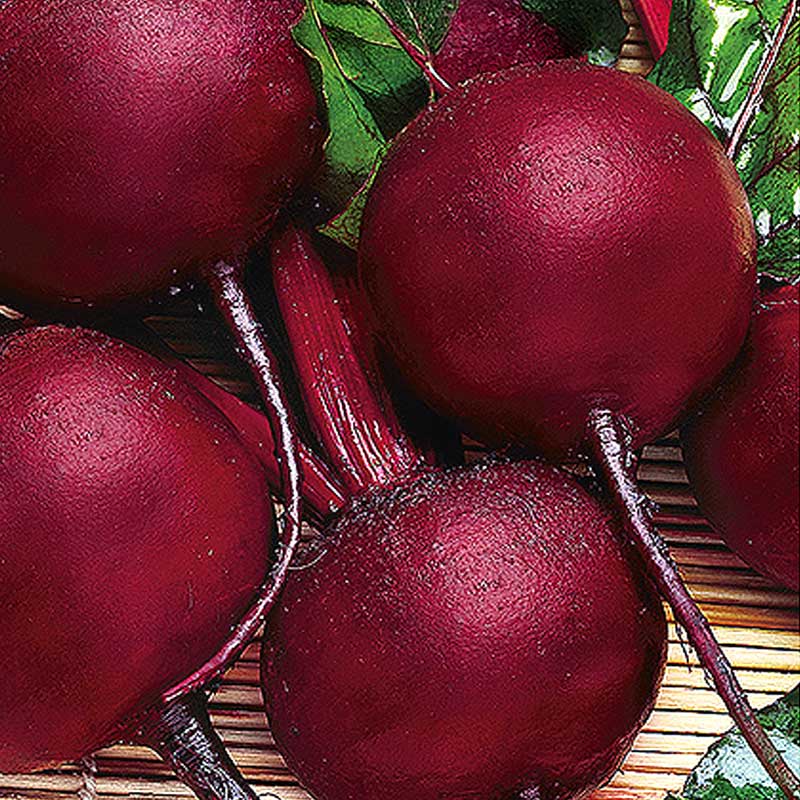 Rote Bete 'Pablo' H