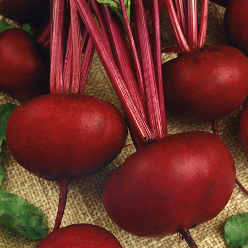 Rote Bete 'D'Egypte'