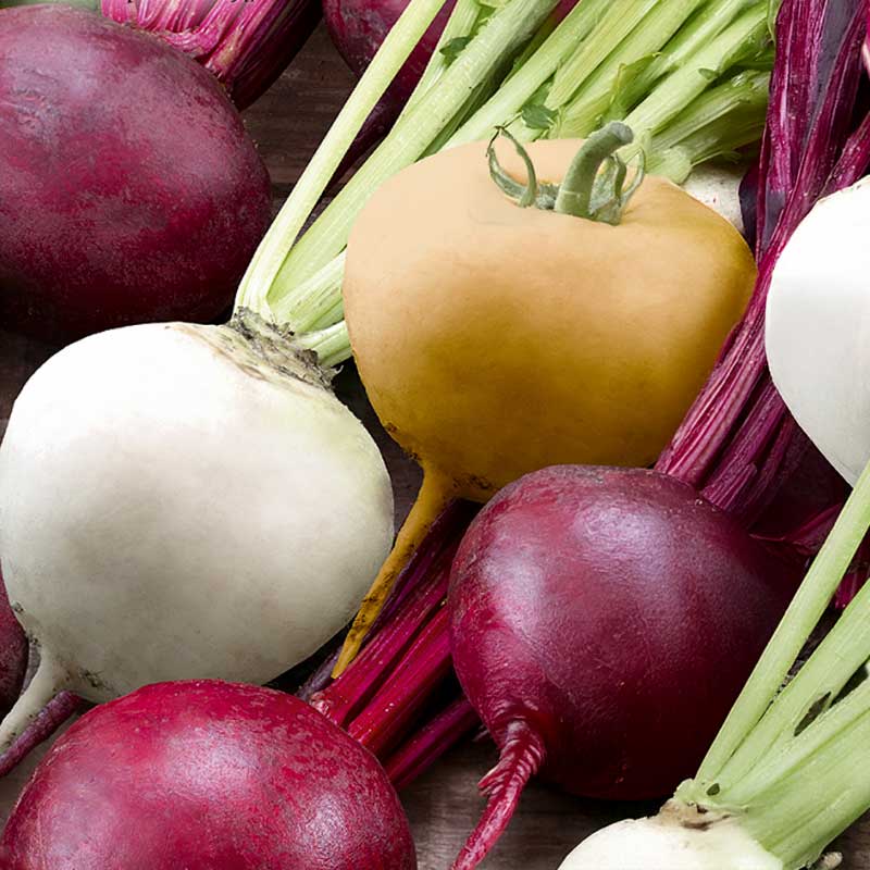 Rote Bete Mischung 'Albina Vereduna, Burpees Golden, Bona'