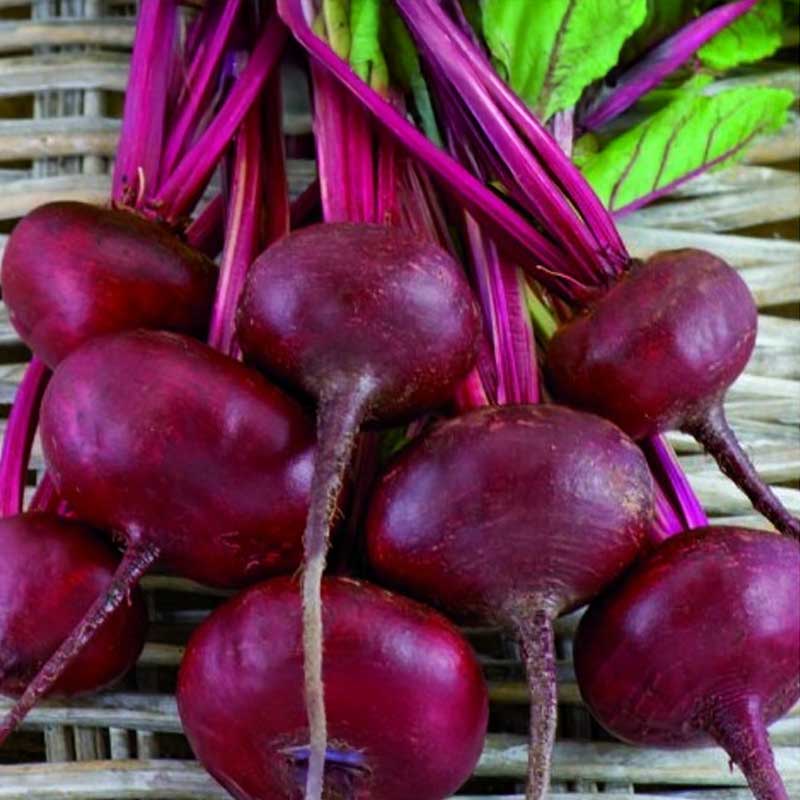 Rote Bete 'D'Egypte'