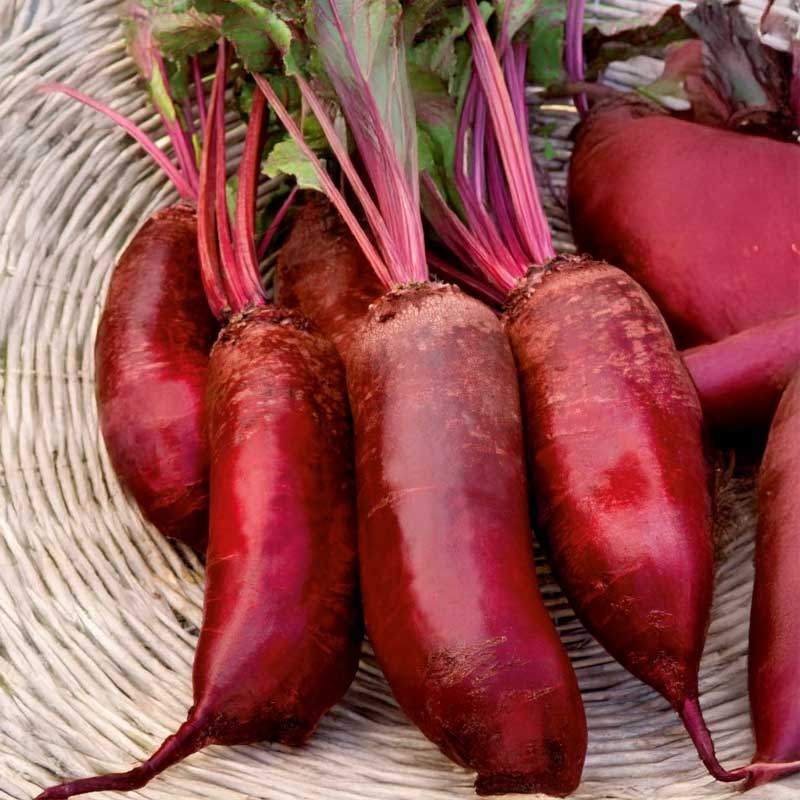 Beetroot 'Cylindra'