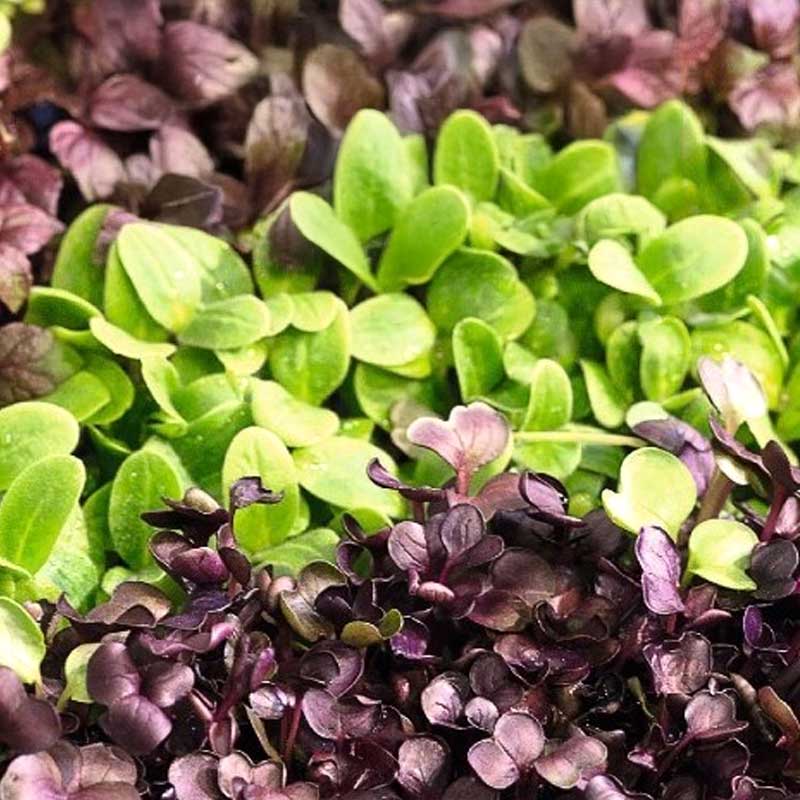 Microgreens Mischung