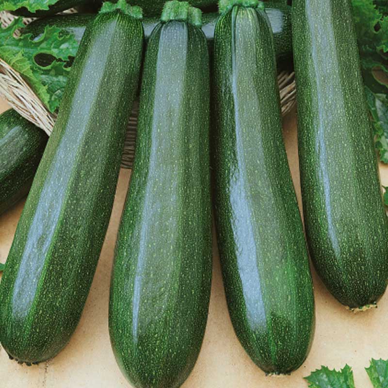 Zucchini 'Black beauty'