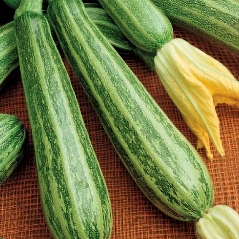Zucchini 'Striato di napoli'
