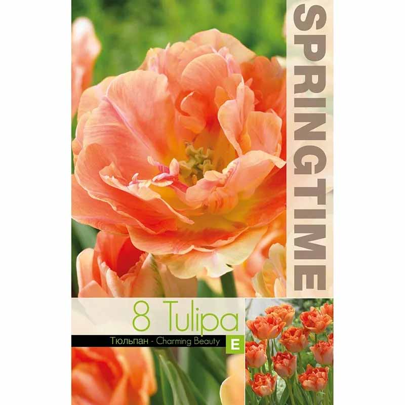 Tulpe 'Charming Beauty'