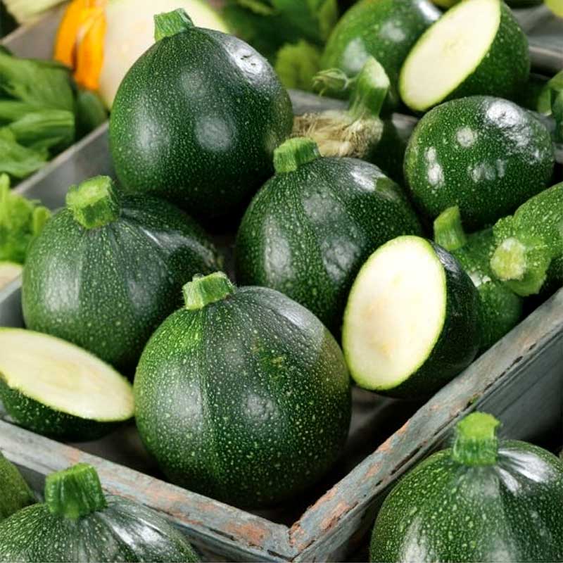 Zucchini 'Tondo di piacenza'