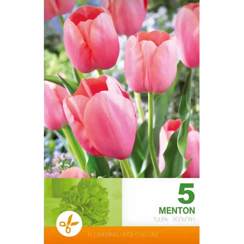 Tulpe 'Menton'