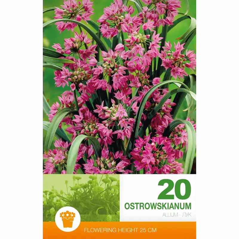 Allium 'Ostrowskianum' (Berglauch)