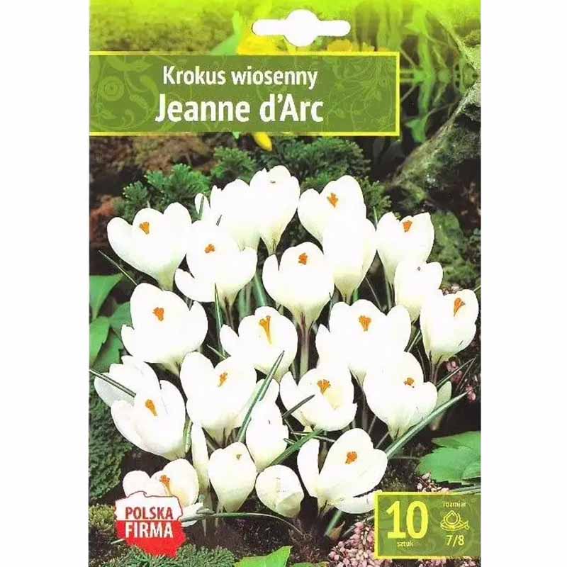 Frühlingskrokus 'Jeanne d'Arc'