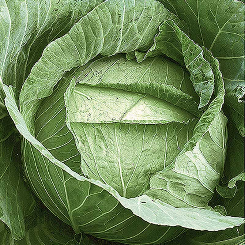 Weißkohl 'Langedijker bewaar'