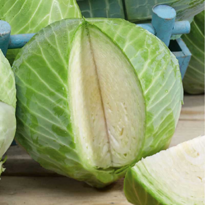 Weißkohl 'Jubilee' H