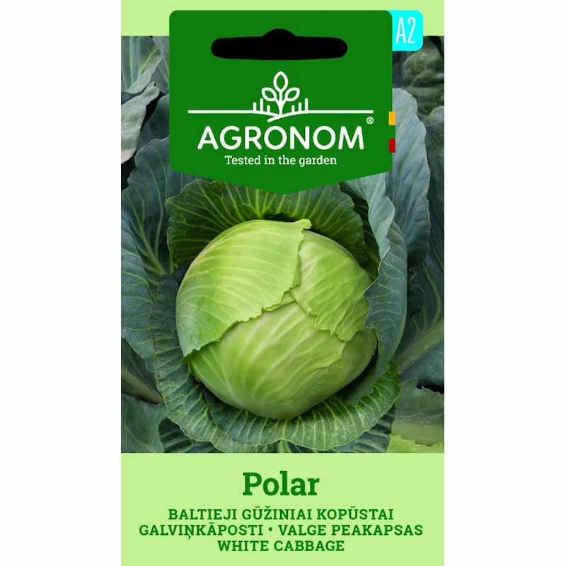 Weißkohl 'Polar'