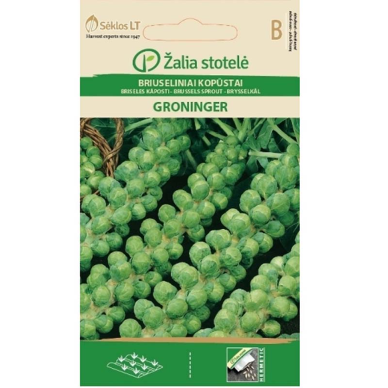 Rosenkohl 'groninger'