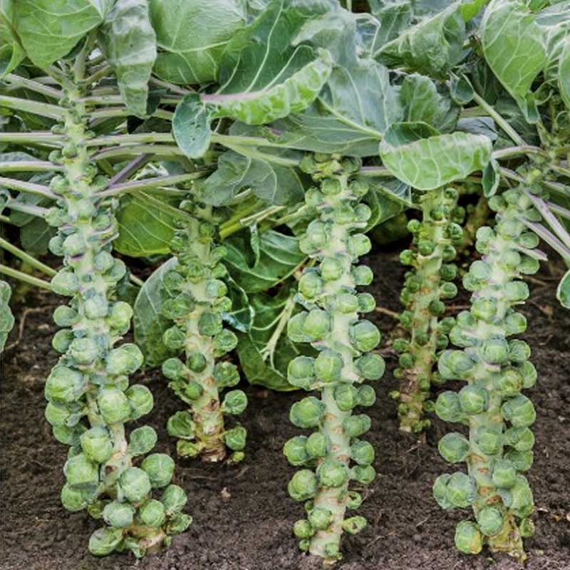 Rosenkohl 'Dolores' H