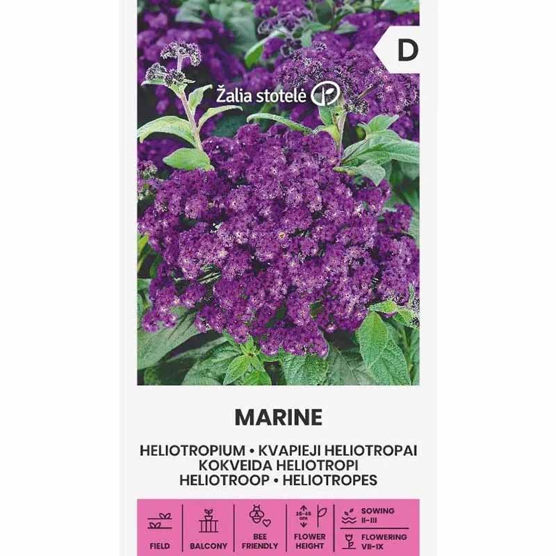 Heliotrop 'Marine'