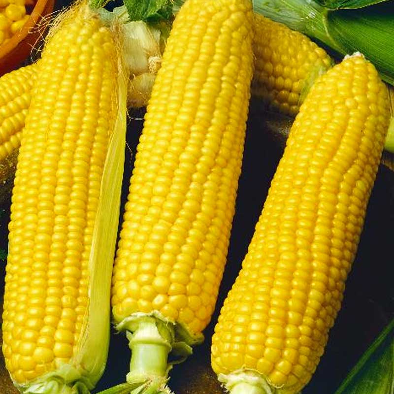 Sweet Corn 'Golden bantam'