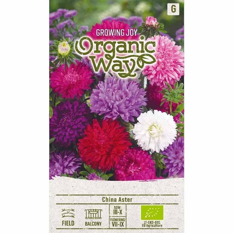 Sommeraster 'Standy'