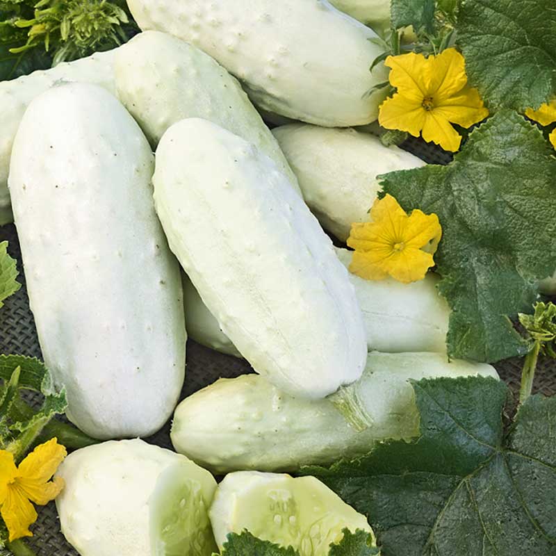 Gurke 'White Wonder'