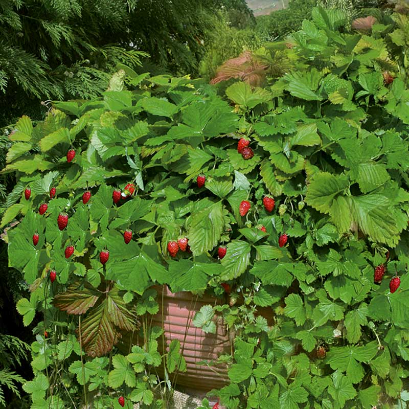 Monatserdbeere 'Attila'