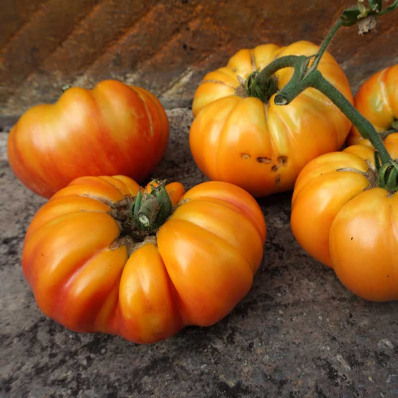 Fleischtomate 'Buffalosun' H