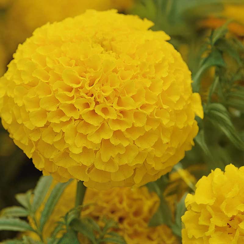 Hohe Tagetes 'Taishan® Gold'