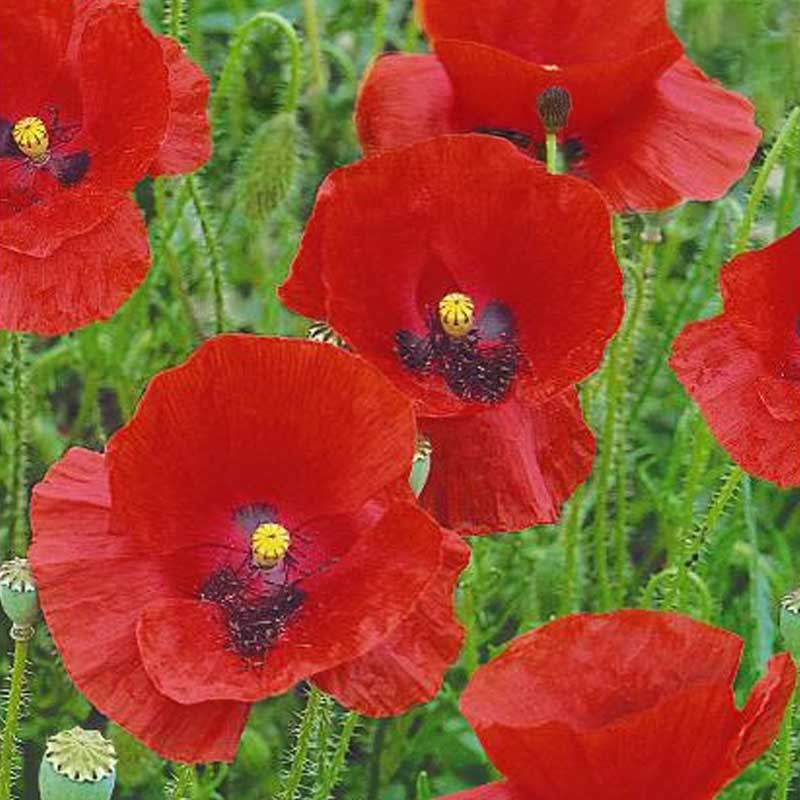 Roter Mohn