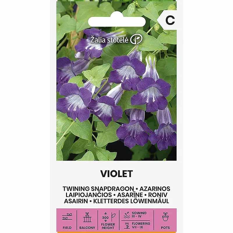 Maurandie 'Violet'