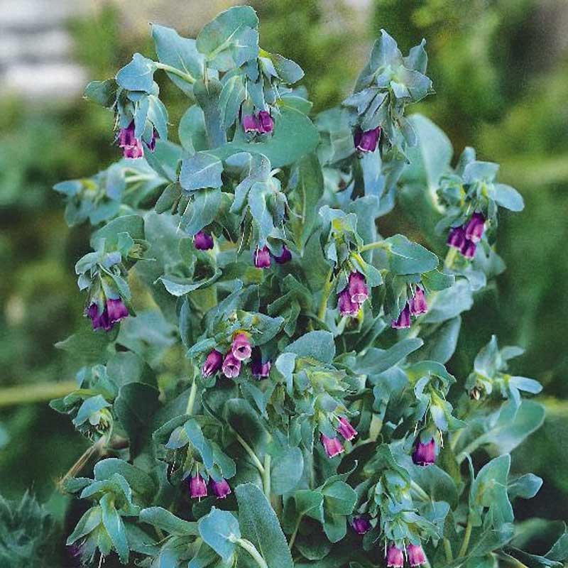 Wachsblume 'Purpurascens'