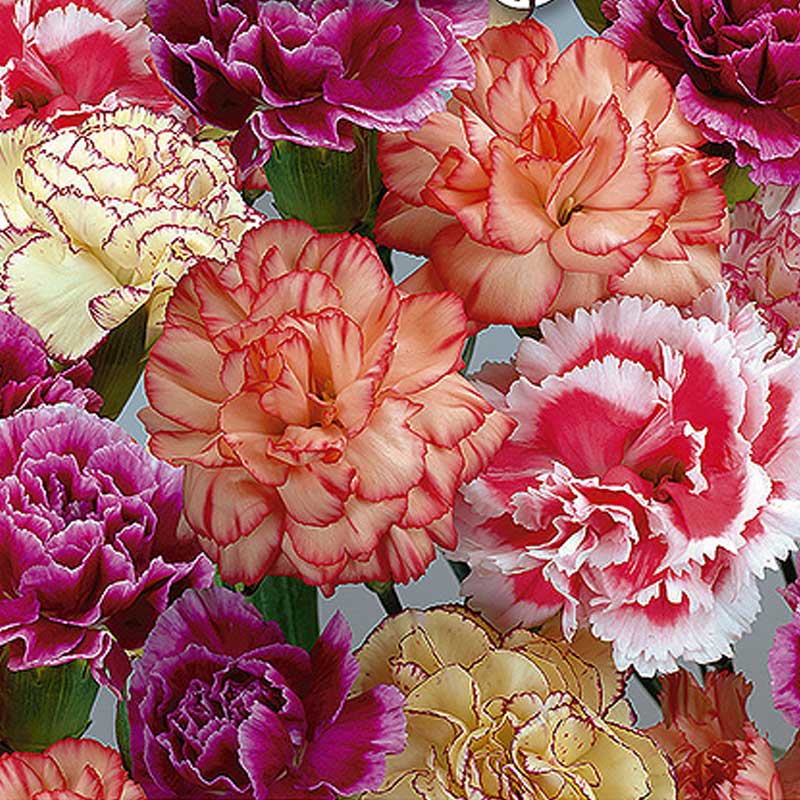 Garten-Nelke 'Enfant de Nice'