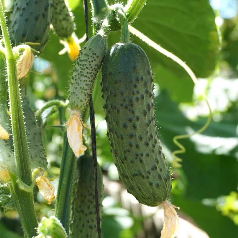 Freilandgurke 'Lenara' F1