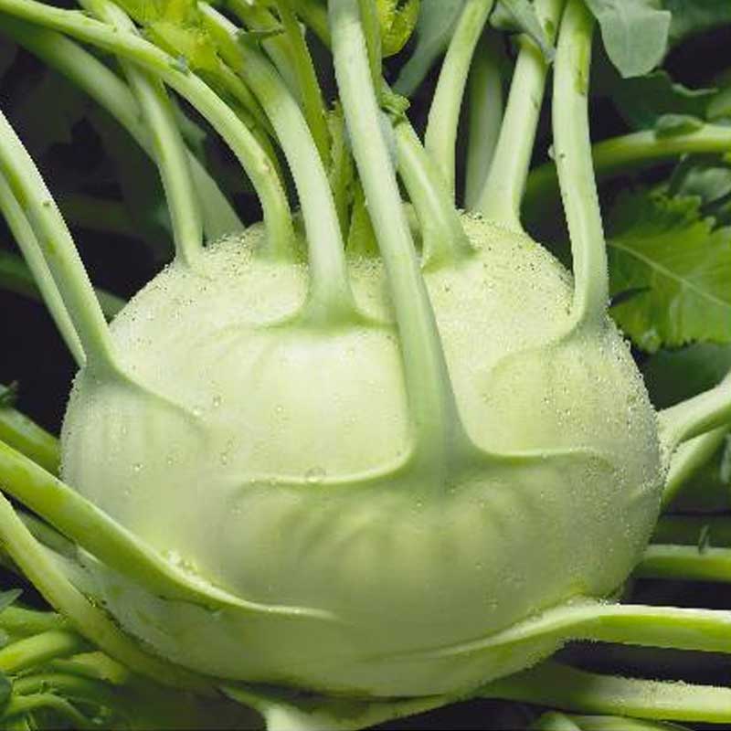 Kohlrabi 'Troja' h
