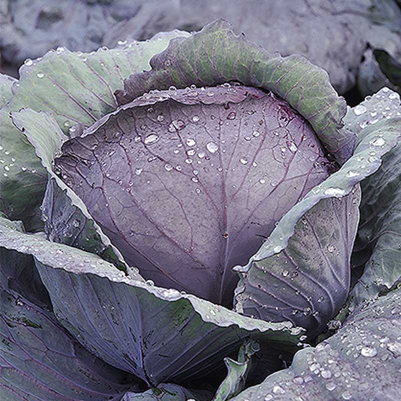 Rotkohl 'Rexoma' h